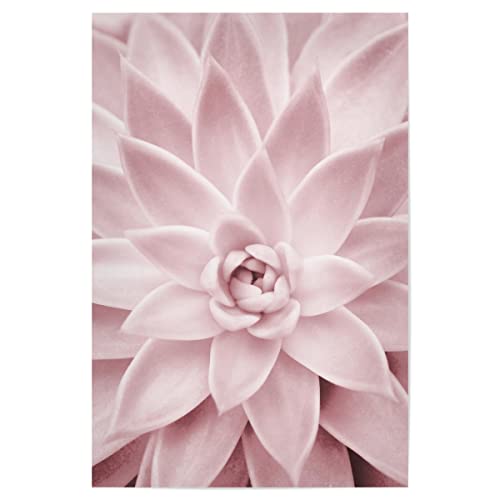 artboxONE Poster 75x50 cm Rosa Natur Pink Succulent hochwertiger Design Kunstdruck - Bild rosa botanisch erröten rosa von artboxONE