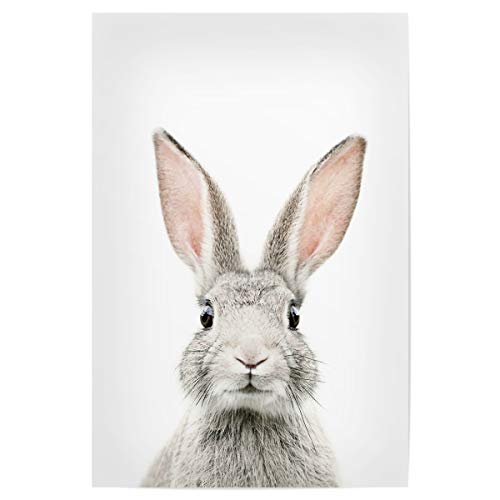 artboxONE Poster 75x50 cm Tiere Baby Bunny hochwertiger Design Kunstdruck - Bild Bunny Rabbit von artboxONE