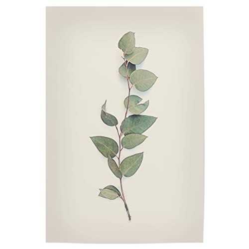 artboxONE Poster 90x60 cm Eukalyptus Natur Tender Leaves - Bild blätter eukalyptus Leaves artboxONE Poster 90x60 cm Eukalyptus Natur Tender Leaves - Bild blätter eukalyptus Leaves von artboxONE
