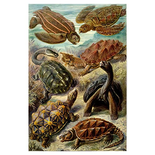 artboxONE Poster 90x60 cm Natur Chelonien hochwertiger Design Kunstdruck - Bild malerei biologie ernst Haeckel von artboxONE