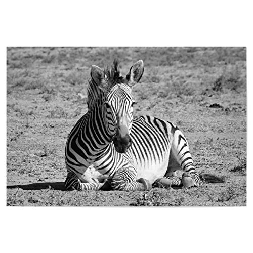 artboxONE Poster 90x60 cm Natur Zebra Relaxed hochwertiger Design Kunstdruck - Bild Zebra Animal Relax von artboxONE