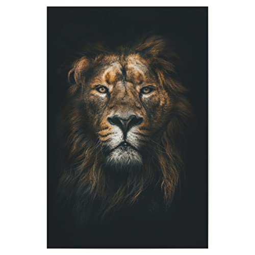 artboxONE Poster 90x60 cm Tiere Natur African Lion hochwertiger Design Kunstdruck - Bild Lion löwe von artboxONE