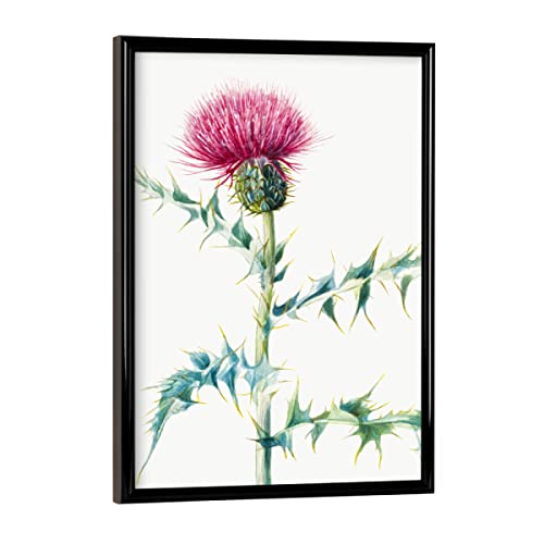 artboxONE Poster mit schwarzem Rahmen 18x13 cm Natur Distel - Bild distel bildende Kunst bildmaterial von artboxONE