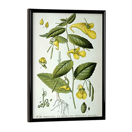 artboxONE Poster mit schwarzem Rahmen 18x13 cm Natur Großes Springkraut - Bild Natural Botany floral von artboxONE