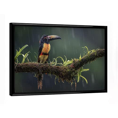 artboxONE Poster mit schwarzem Rahmen 18x13 cm Natur Halsbandarassari im Regen - Bild Vogel Dschungel Pflanze von artboxONE