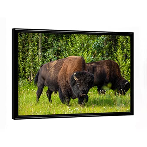 artboxONE Poster mit schwarzem Rahmen 18x13 cm Natur Wilde Bison in Kanada - Bild Bison Bison büffel von artboxONE
