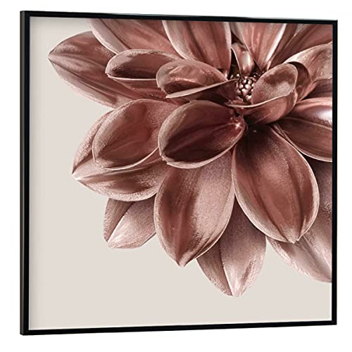 artboxONE Poster mit schwarzem Rahmen 20x20 cm Natur Dahlie Rosegold Dream - Bild Rosegold Blume Botanical von artboxONE