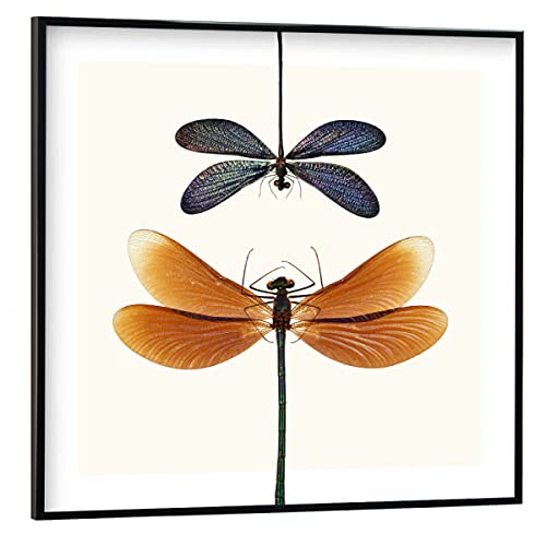 artboxONE Poster mit schwarzem Rahmen 20x20 cm Natur Zwei seltene Libellen - Bild Libelle entomologie Garten artboxONE Poster mit schwarzem Rahmen 20x20 cm Natur Zwei seltene Libellen - Bild Libelle entomologie Garten von artboxONE