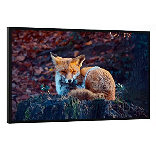 artboxONE Poster mit schwarzem Rahmen 30x20 cm Natur Verschlafener Fuchs - Bild verschlafen bäume Fuchs von artboxONE