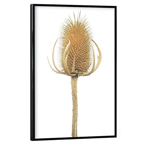artboxONE Poster mit schwarzem Rahmen 30x20 cm Natur Wilde Karde - Bild Natur botanik dipsacussylvestris artboxONE Poster mit schwarzem Rahmen 30x20 cm Natur Wilde Karde - Bild Natur botanik dipsacussylvestris von artboxONE