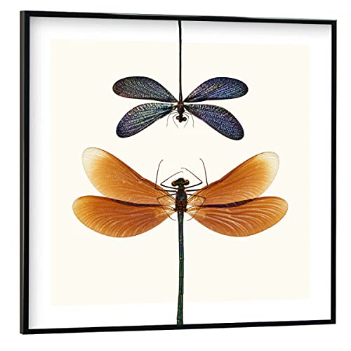 artboxONE Poster mit schwarzem Rahmen 30x30 cm Natur Zwei seltene Libellen - Bild Libelle entomologie Garten von artboxONE