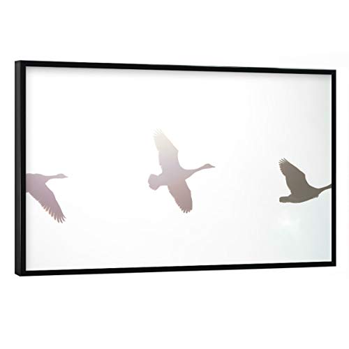 artboxONE Poster mit schwarzem Rahmen 45x30 cm Natur Gänseflug - Bild gänse Birds fliegend von artboxONE