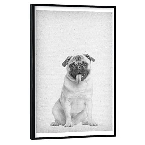 artboxONE Poster mit schwarzem Rahmen 45x30 cm Natur Mops 02" hochwertiger Design Kunstdruck - Bild Mops Hund Mops von artboxONE