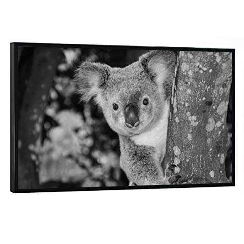 artboxONE Poster mit schwarzem Rahmen 45x30 cm Natur Neugieriger Kuala Bär im Baum - Bild Koala blackandwhite Koala von artboxONE