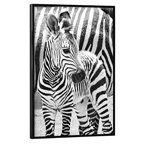 artboxONE Poster mit schwarzem Rahmen 45x30 cm Natur Zebra Baby - Bild Zebra zebrababy von artboxONE