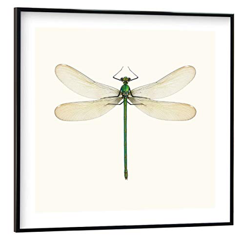 artboxONE Poster mit schwarzem Rahmen 50x50 cm Natur Lestes Viridis - Bild Libelle entomologie Garten von artboxONE