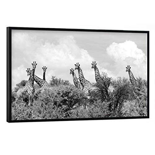 artboxONE Poster mit schwarzem Rahmen 60x40 cm Natur Giraffen 1349" - Bild Giraffe Baum Busch von artboxONE