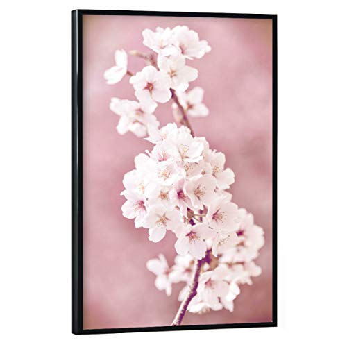 artboxONE Poster mit schwarzem Rahmen 75x50 cm Natur Kirschblüten im Frühling - Bild kirschblüte AST Baum von artboxONE