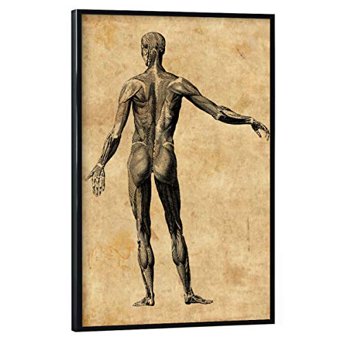 artboxONE Poster mit schwarzem Rahmen 90x60 cm Menschen Menschliche Anatomie II - Bild Menschliche Anatomie artboxONE Poster mit schwarzem Rahmen 90x60 cm Menschen Menschliche Anatomie II - Bild Menschliche Anatomie von artboxONE