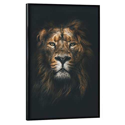 artboxONE Poster mit schwarzem Rahmen 90x60 cm Tiere Natur African Lion - Bild Lion löwe von artboxONE