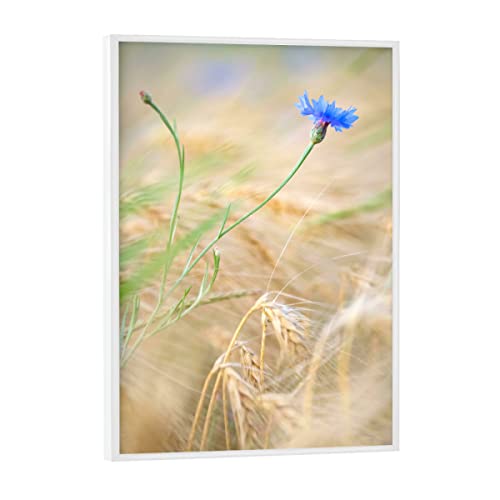 artboxONE Poster mit weißem Rahmen 18x13 cm Natur Kornblume im Getreidefeld - Bild Kornblume blau Blume von artboxONE