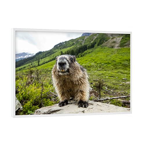 artboxONE Poster mit weißem Rahmen 18x13 cm Natur Murmeltier - Bild murmeltier marmota flaviventris murmeltier von artboxONE