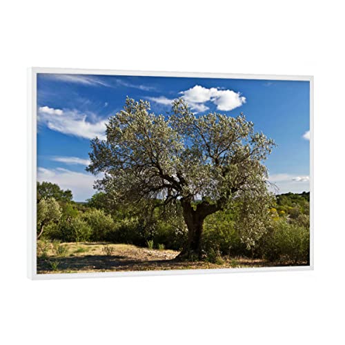 artboxONE Poster mit weißem Rahmen 18x13 cm Natur Olivenbaum in Südfrankreich - Bild Baum Frankreich französisch von artboxONE