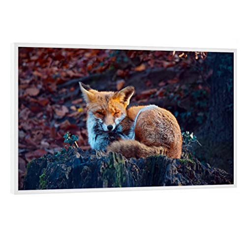 artboxONE Poster mit weißem Rahmen 45x30 cm Natur Verschlafener Fuchs - Bild verschlafen bäume Fuchs von artboxONE