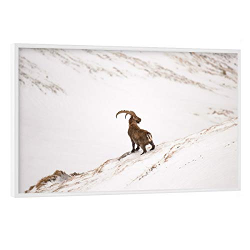 artboxONE Poster mit weißem Rahmen 60x40 cm Natur King of The Mountain - Bild Steinbock Capricorn Cold von artboxONE