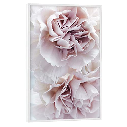 artboxONE Poster mit weißem Rahmen 75x50 cm Natur Blooming Carnation - Bild nelke Botanical botanisch von artboxONE