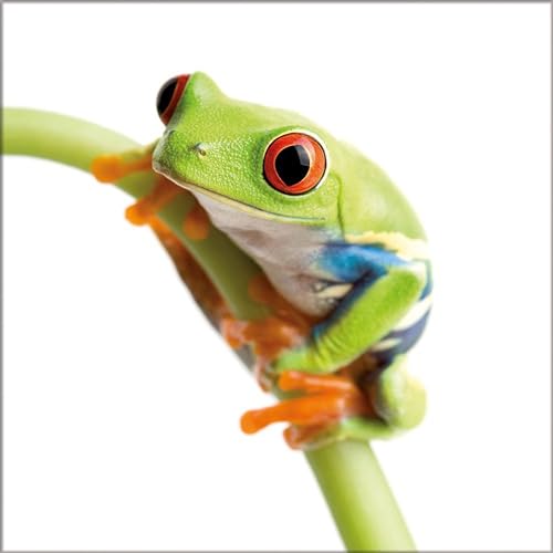artissimo, Glasbild, 30x30cm, AG8036A, Mini Frog I, Frosch, grün, Bild aus Glas, moderne Wanddekoration aus Glas, Wandbild Wohnzimmer modern von artissimo