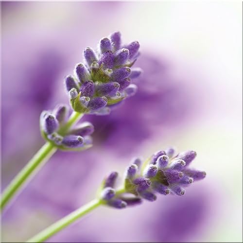 artissimo, Glasbild, 30x30cm, AG2061A, Purple Lavender I, Blumen-Bild Lavendel, Bild aus Glas, moderne Wanddekoration aus Glas, Wandbild Wohnzimmer modern von artissimo