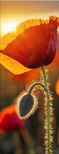 artissimo, Glasbild, 30x80cm, AG5473A, Natur und Blumen: Mohn-Feld III, Bild aus Glas, Wandbild Wonzimmer modern, schmal hoch, Mohnblüten, Mohnblumen, rot von artissimo