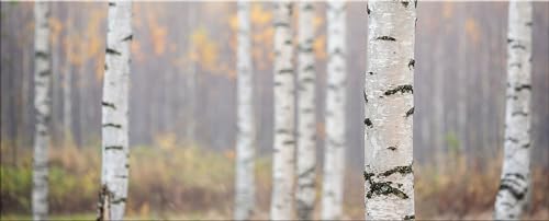 artissimo, Glasbild XXL, 125x50 cm Querformat, AG5390A, Wald und Bäume: Birken-Wald, Bild aus Glas groß, Wanddeko, Wandbild Wohnzimmer modern, Landschaft beige blau von artissimo