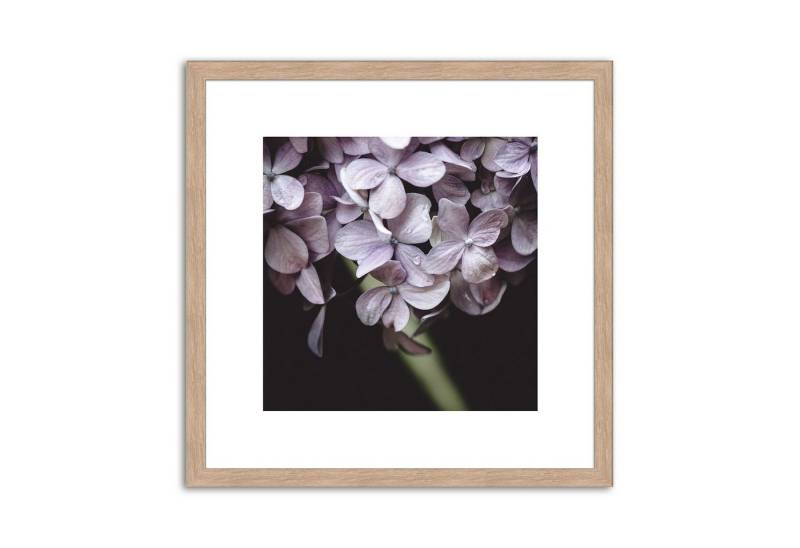 artissimo Bild mit Rahmen Bild gerahmt 30x30cm / Design-Poster inkl. Holz-Rahmen / Wandbild, Blumen: Lila Blüten II von artissimo