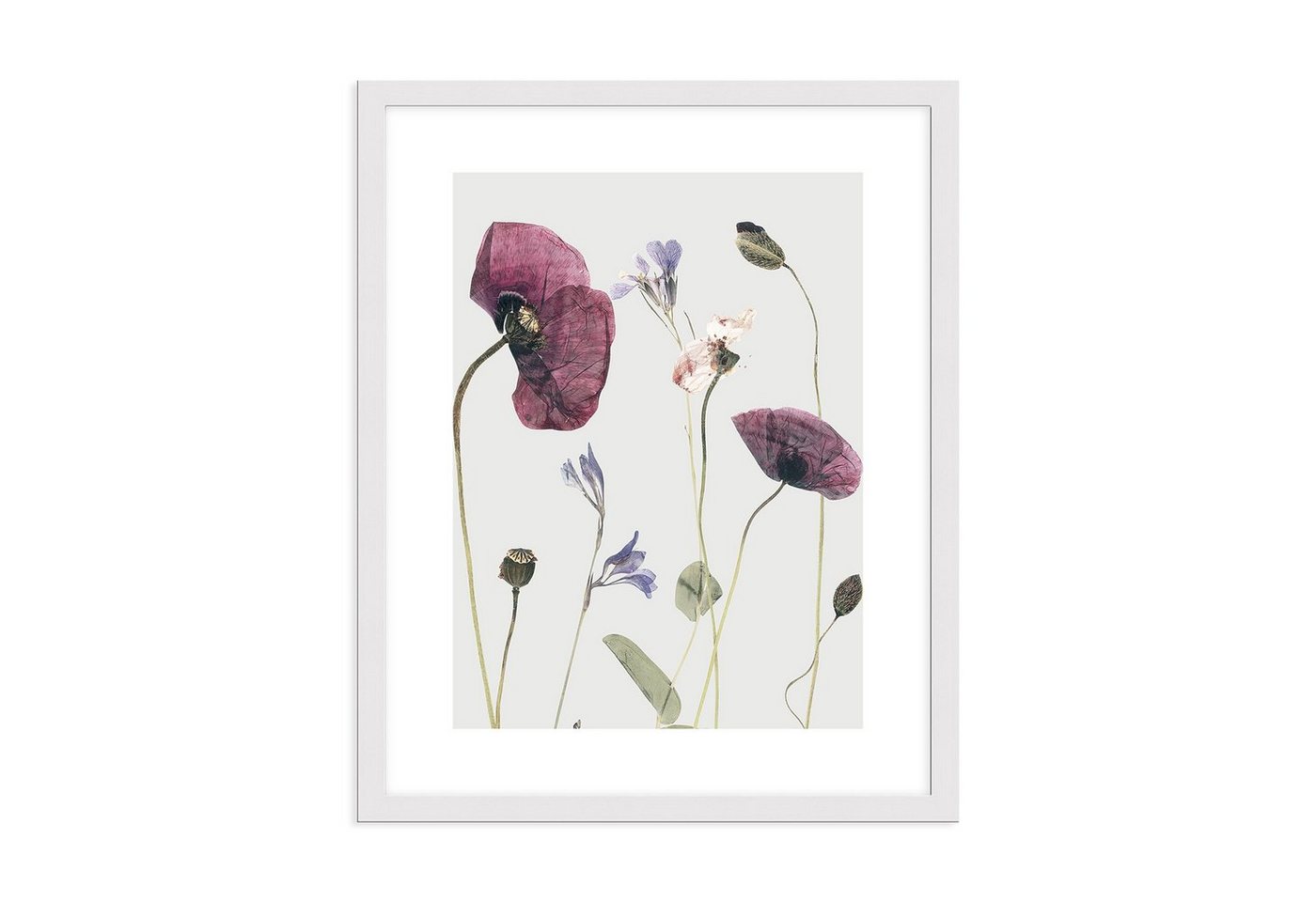 artissimo Bild mit Rahmen Bild gerahmt 51x41cm / Design-Poster mit Holz-Rahmen / Mohn-Blumen, Trocken-Blumen: Klatsch-Mohn II von artissimo