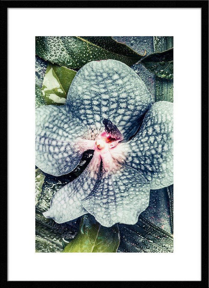 artissimo Bild mit Rahmen Bild gerahmt 51x71cm / Design-Poster mit Holz-Rahmen / Wandbild, Orchidee von artissimo