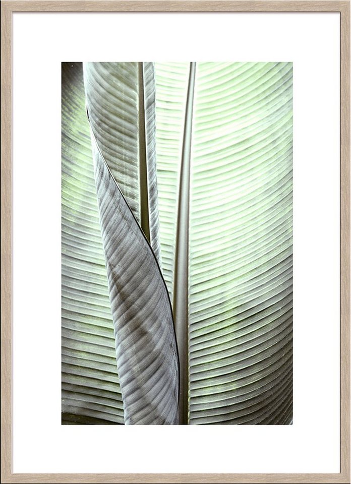 artissimo Bild mit Rahmen Bild gerahmt 51x71cm / Design-Poster mit Holz-Rahmen / Wandbild, grünes Blatt von artissimo