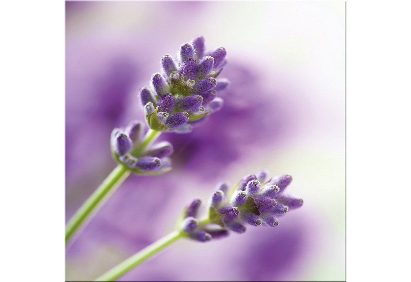 artissimo Glasbild Glasbild 30x30cm Bild Blumen Lavendel Flieder lila, Lila Blume: Lavendel von artissimo