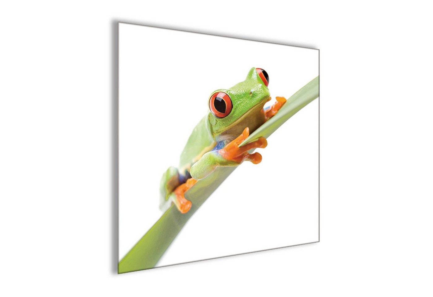 artissimo Glasbild Glasbild 30x30cm Bild Frosch Grashalm grün, Tiere: Frosch von artissimo