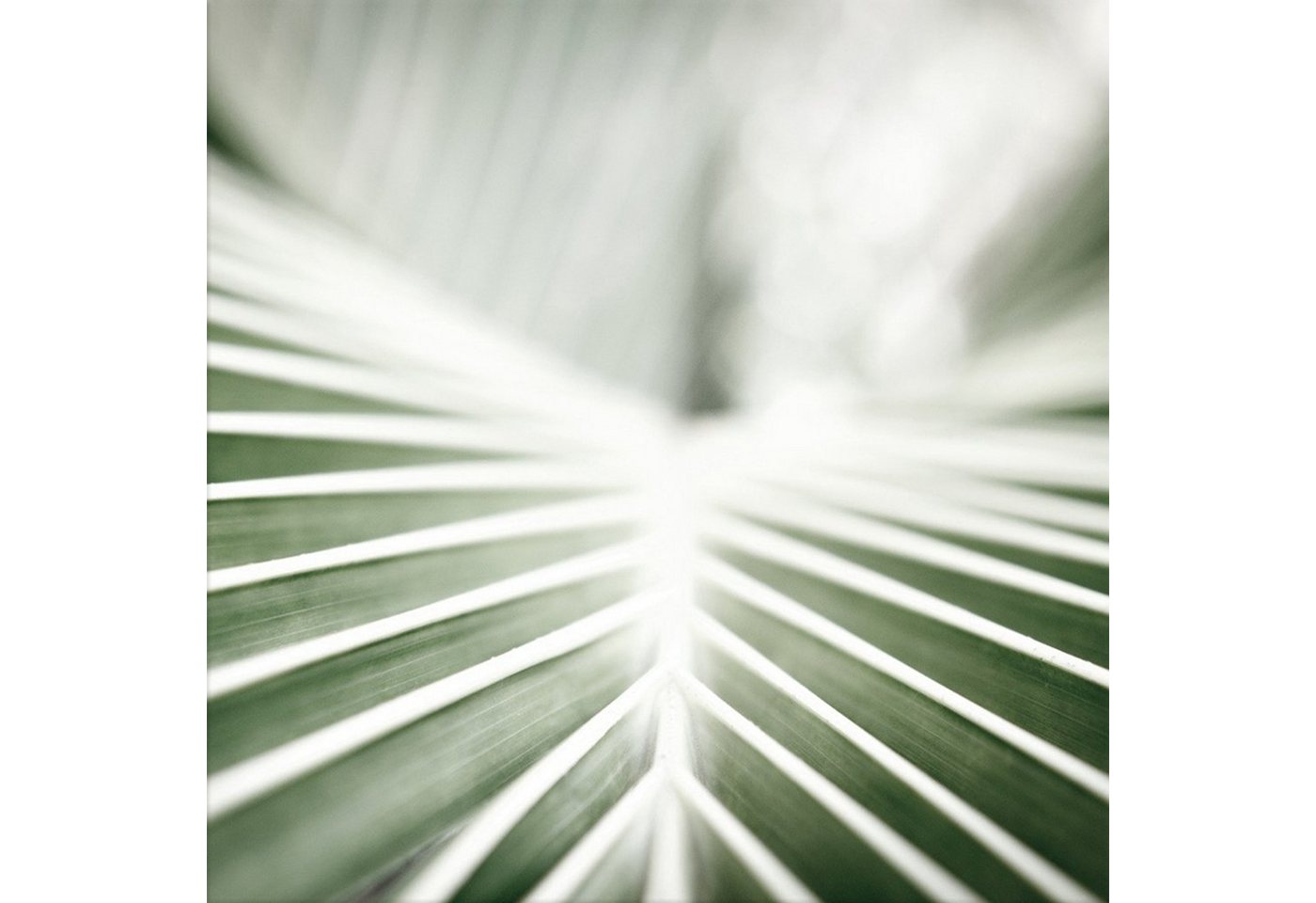 artissimo Glasbild Glasbild 30x30cm Bild Natur Blatt grün Tropical, Natur: Grünes Blatt von artissimo