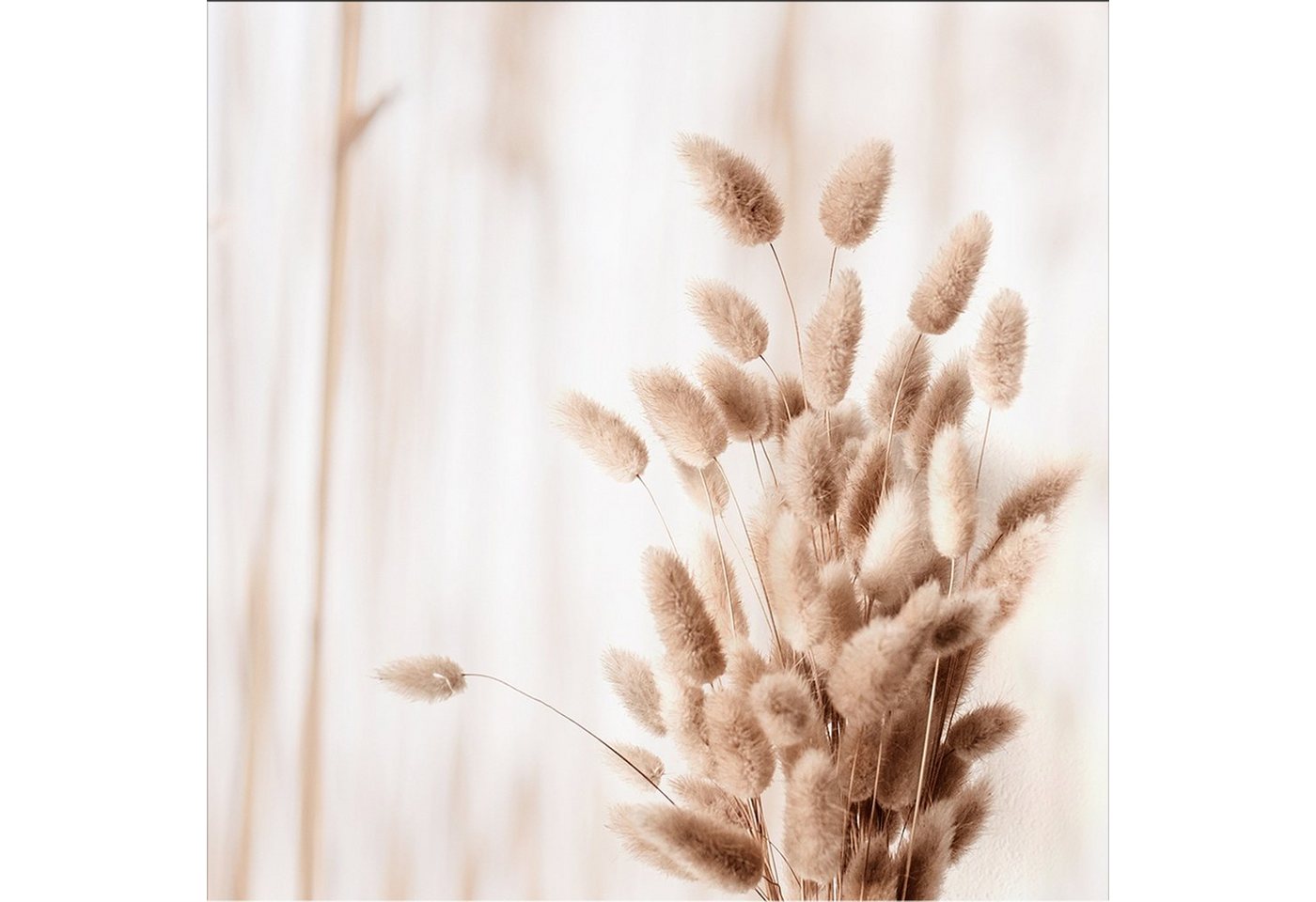artissimo Glasbild Glasbild 30x30cm Bild Pamapasgras Natur Gräser beige weiß, Natur: Gräser beige von artissimo