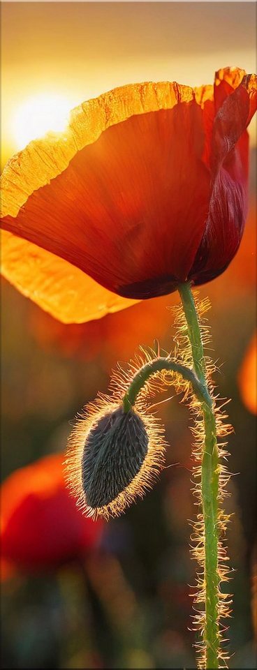 artissimo Glasbild Glasbild 30x80cm Bild aus Glas Wohnzimmer Mohnblumen Mohnblüten rot, Natur und Blumen: Mohn-Feld III von artissimo