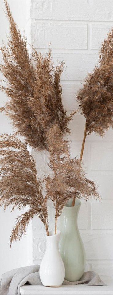 artissimo Glasbild Glasbild 30x80cm Bild aus Glas Wohnzimmer Pampas-Gras weiß beige hell, Deko: Gräser III artissimo Glasbild Glasbild 30x80cm Bild aus Glas Wohnzimmer Pampas-Gras weiß beige hell, Deko: Gräser III von artissimo