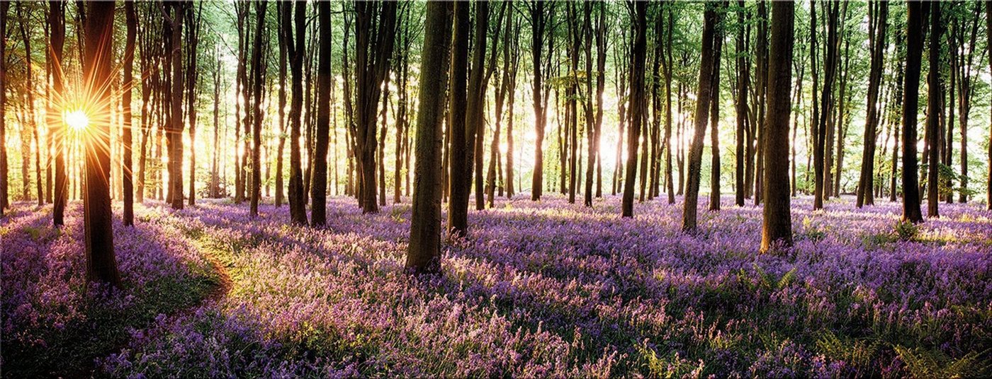 artissimo Glasbild Glasbild 80x30cm Bild aus Glas Sonnenaufgang Wald Baum Lavendel lila, Landschaft: Lichtung von artissimo