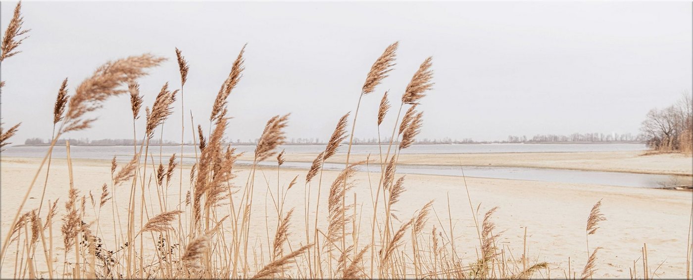 artissimo Glasbild Glasbild XXL 125x50 cm Bild aus Glas groß Strand Pampas-Gras Natur, Strand und Meer: Strandgräser von artissimo