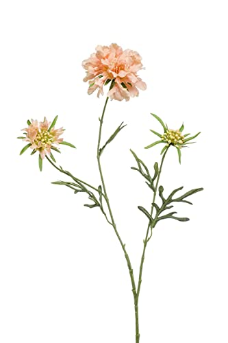 artplants.de Deko Scabiosa MARUA, pfirsich, 80cm - Deko Blume von artplants
