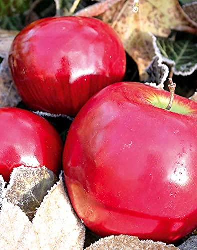 artplants.de Dekoobst Apfel Reggie, rot, 8cm - Kunstobst Apfel von artplants