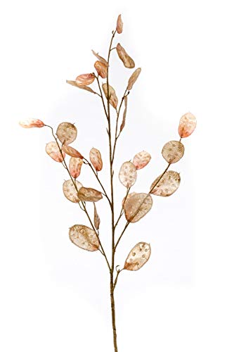 artplants.de Dekozweig Lunaria BUELNA, Hellbraun, 105cm - Kunstzweig/Silberblatt künstlich von artplants