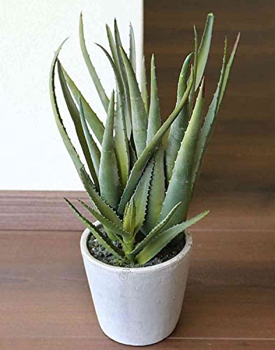 artplants.de Künstliche Aloe NAMIKA im Betontopf, grün, 40cm - Deko Sukkulente - Kunst Pflanze von artplants